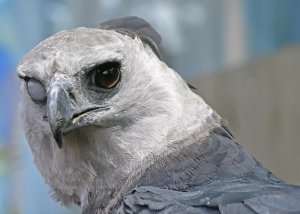 ? This Harpy Eagle, who is totally Not a Bond villain. ?