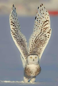 PsBattle: Snowy owl with wings stretched high