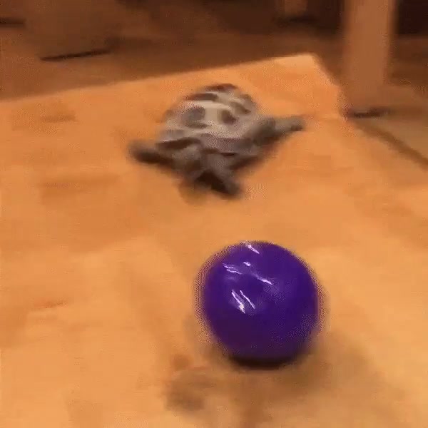Shelly acts like a doggo.