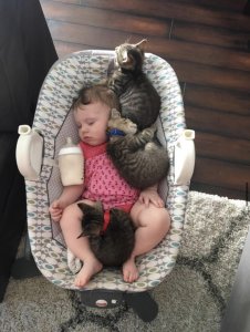 The kittens found the baby again.