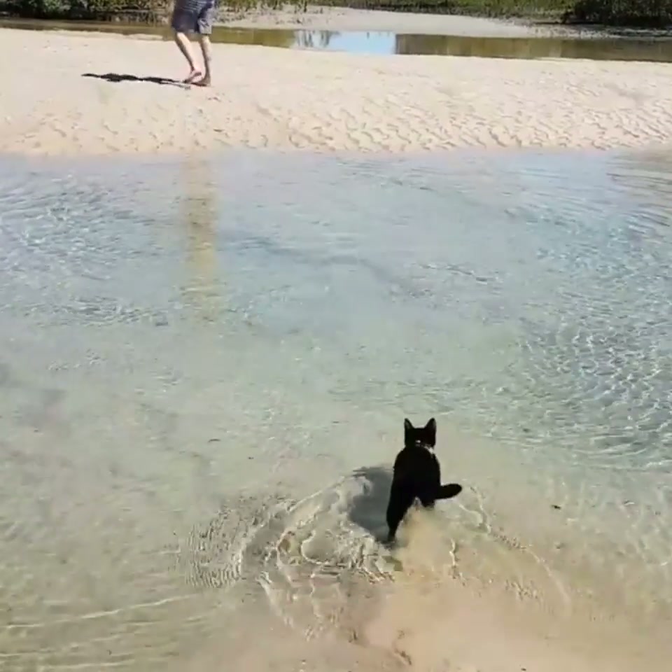 Nathan is a rescue cat who LOVES to swim! Here