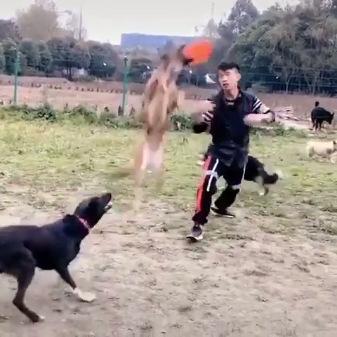 How to train your dog.