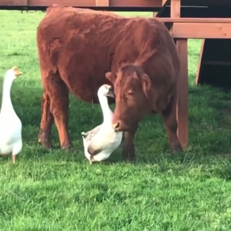 They are so gentle and sweet!