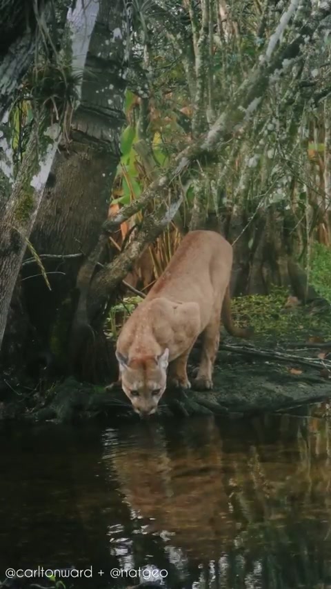 ? The enchanting sight of a beautiful Panther quenching its thirst - Florida