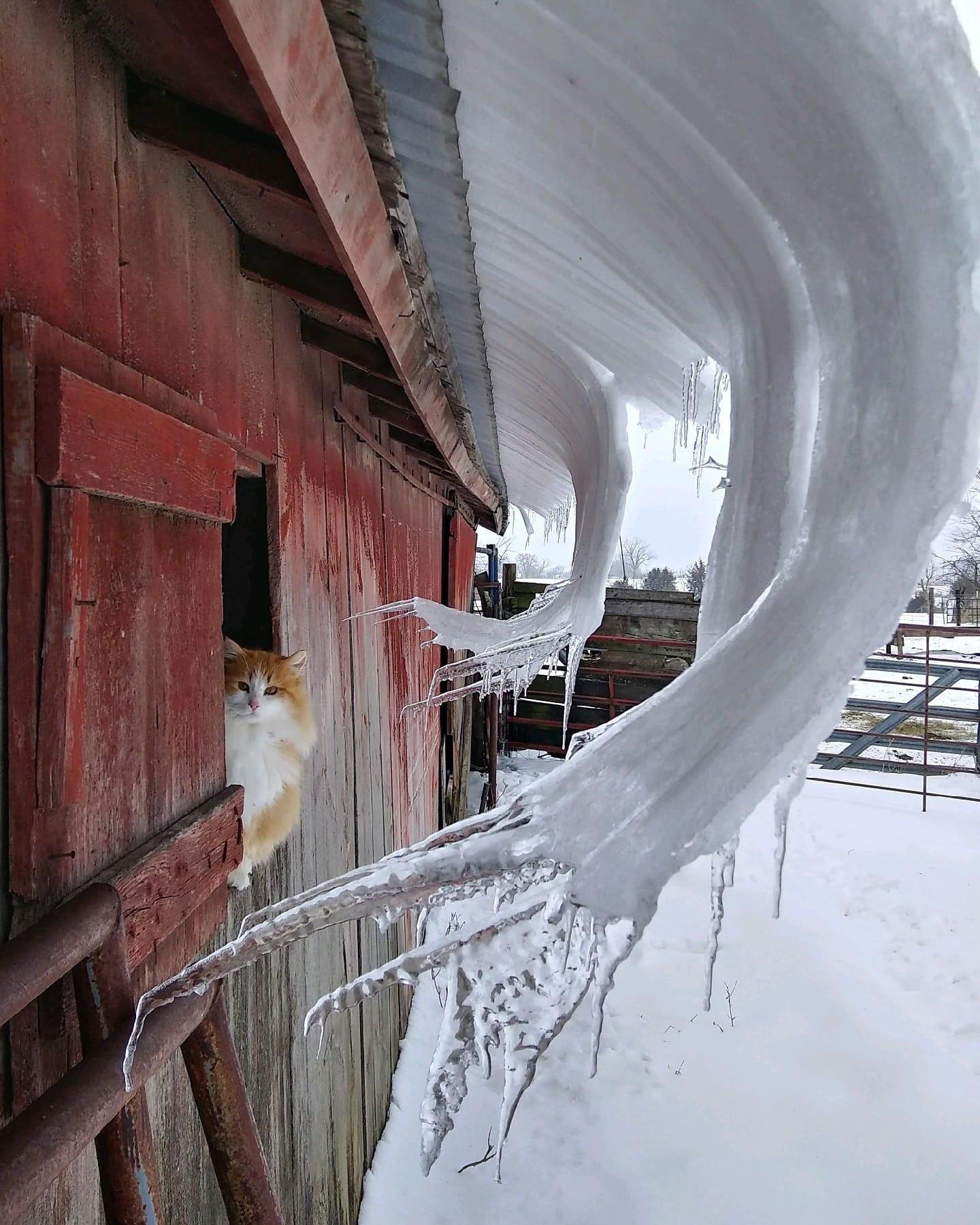 cat standing in barn underneath curved icicles