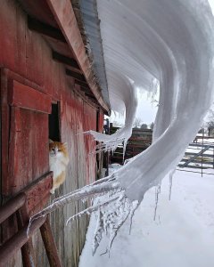 cat standing in barn underneath curved icicles