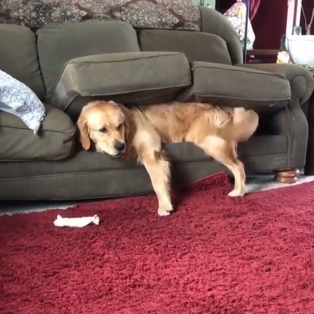 An incredible hiding spot
