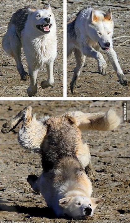 Is beauty. Is grace. Is fell on the face.