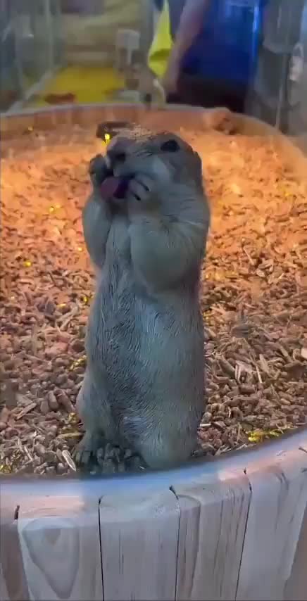 Oie mami