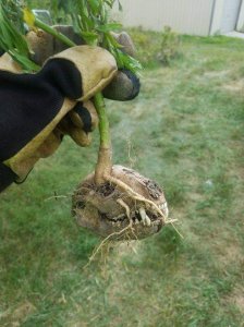 Forbidden spud (Photo credit Dayan Castro)