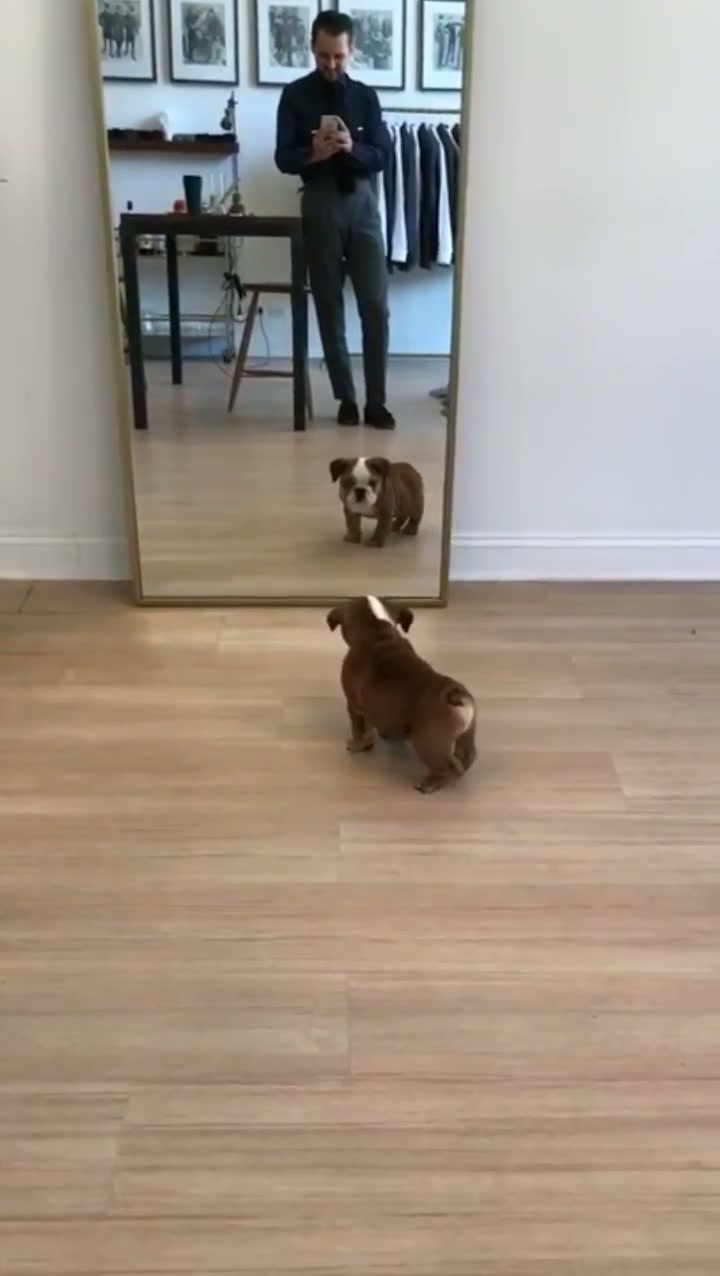 Puppy Scared of Reflection