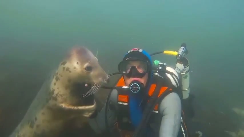 Seals are just dogs of the sea