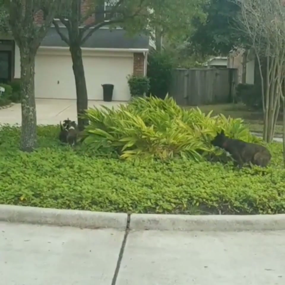Puppies playing tag and big dog lets them catch up.