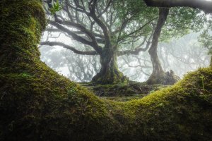 I found the most beautiful trees I've ever seen in Madeira, Portugal (1920x1280)[OC]
