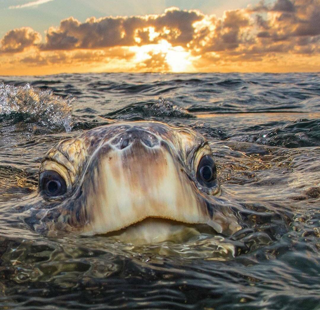 The only turtle head I want to see..