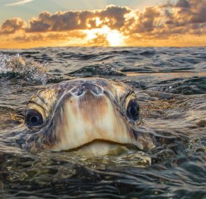 The only turtle head I want to see..