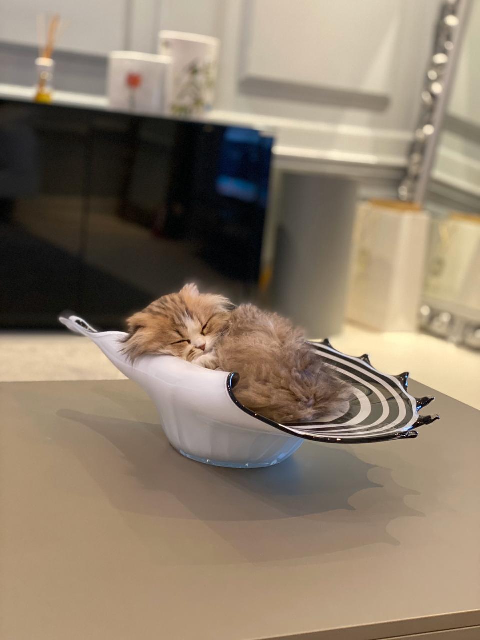 Pacho in His vase