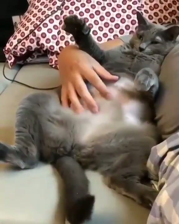 Belly Biscuits - GIF on