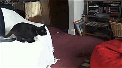 Cat vs. bean bag