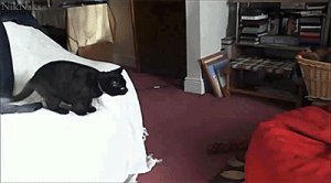 Cat vs. bean bag