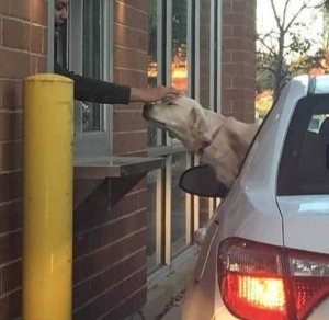 Drive thru doggo gets a pat