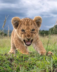 PsBattle: Snarling lion cub
