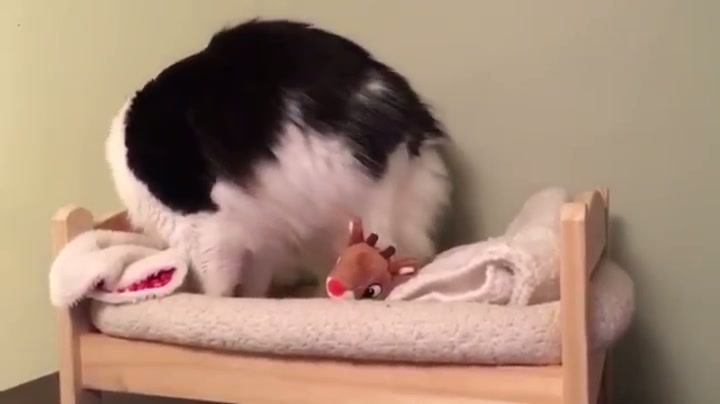 Sleepy Kitty