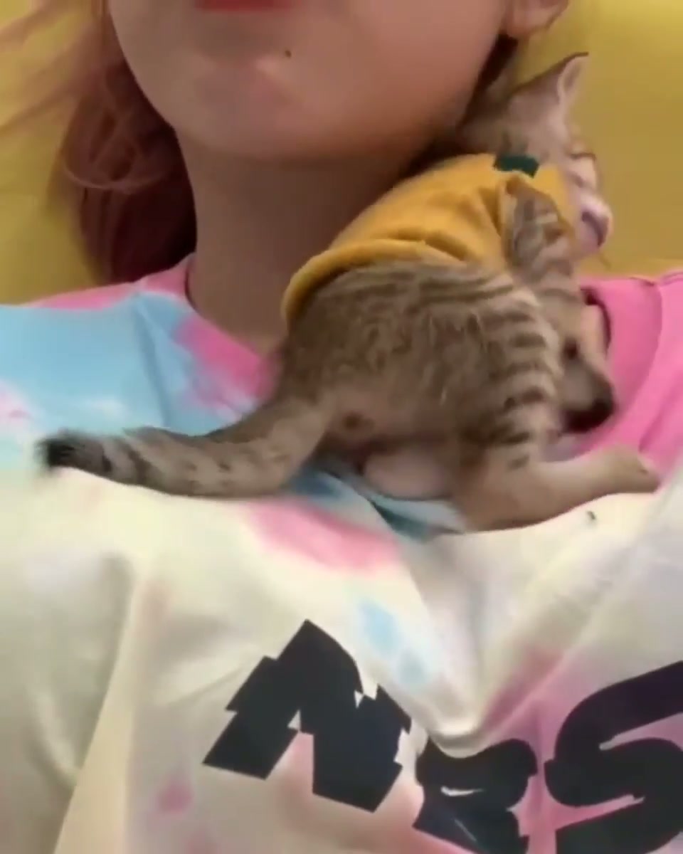 Who doesn't need a titty kitty? - GIF on