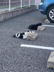 PsBattle: Two cats in a parking lot