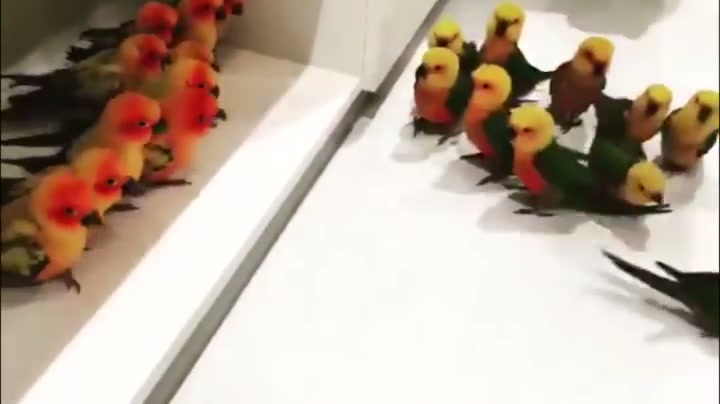 come at me birb..........