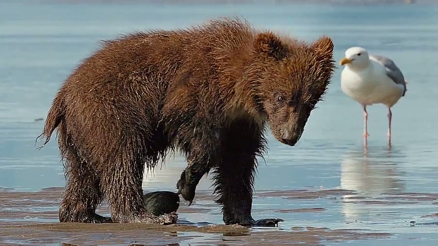 Cub attacked by scallop