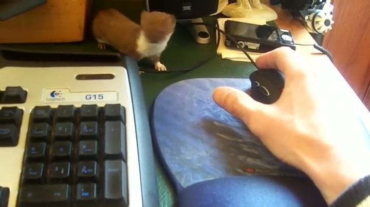The Desk Weasel - GIF on