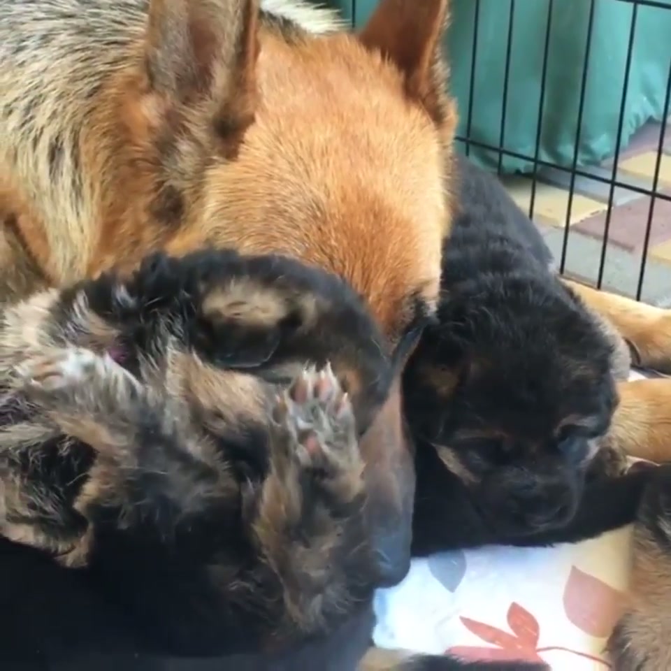 Mamma doggo does a love on her puppers