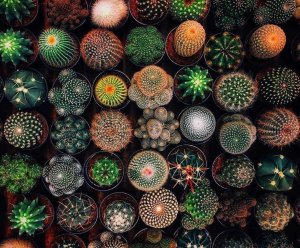 Nature's geometry