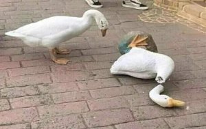 bIrD eViLlY dEcApItAtEs OtHeR bIrD bY pUsHiNg It OvEr