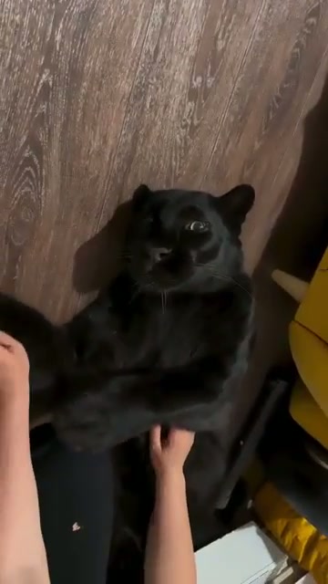 huge ones - GIF on