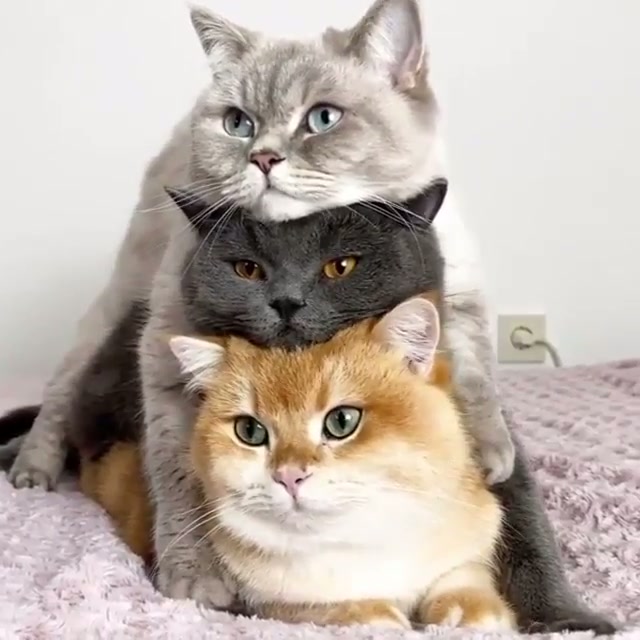 Cuddle stacking kitty’s .