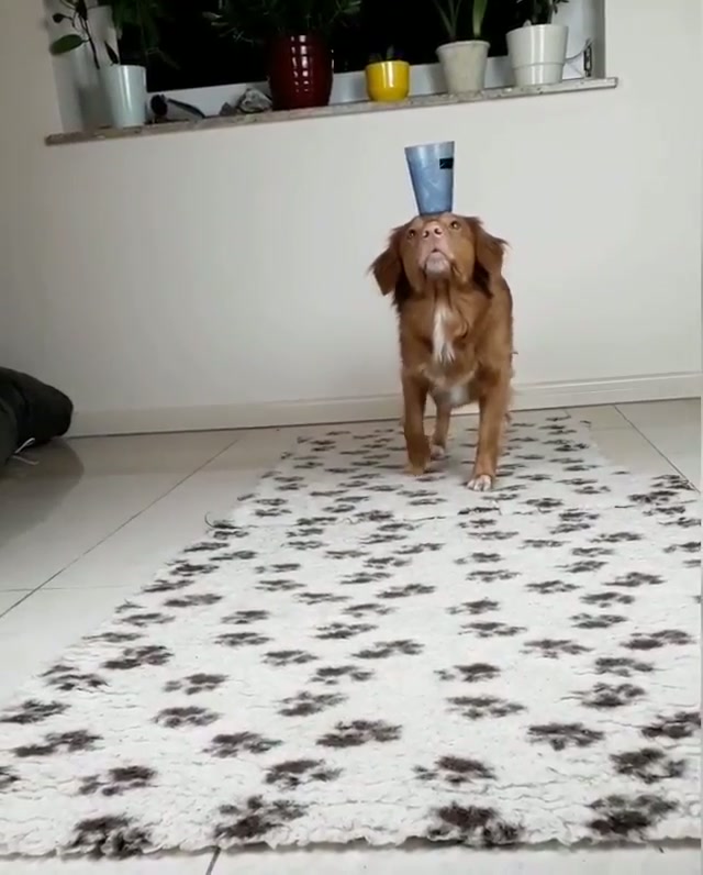 The master of balancing things