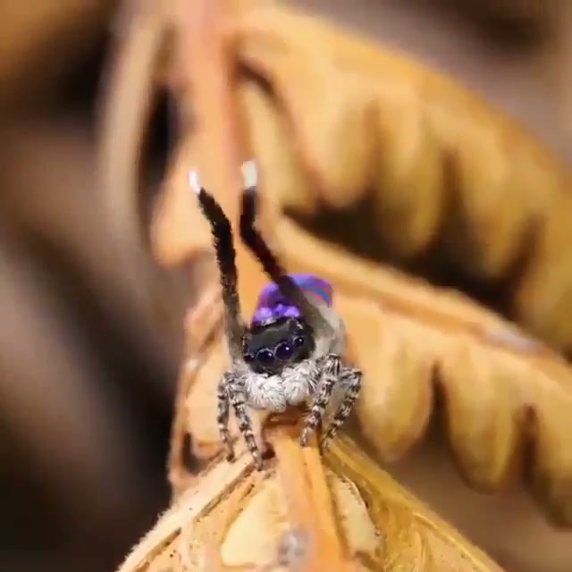 The flamboyant dance of the peacock spider