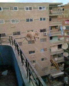 I am not in danger. I'M THE DANGER