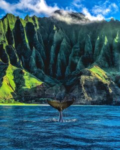 ? Whale saying hello near the Nāpali coast, Kauai Island, Hawaii ?