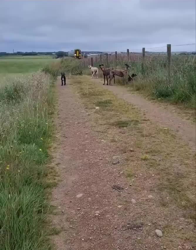 Perro haciendo cosa de perros: perseguir el tren