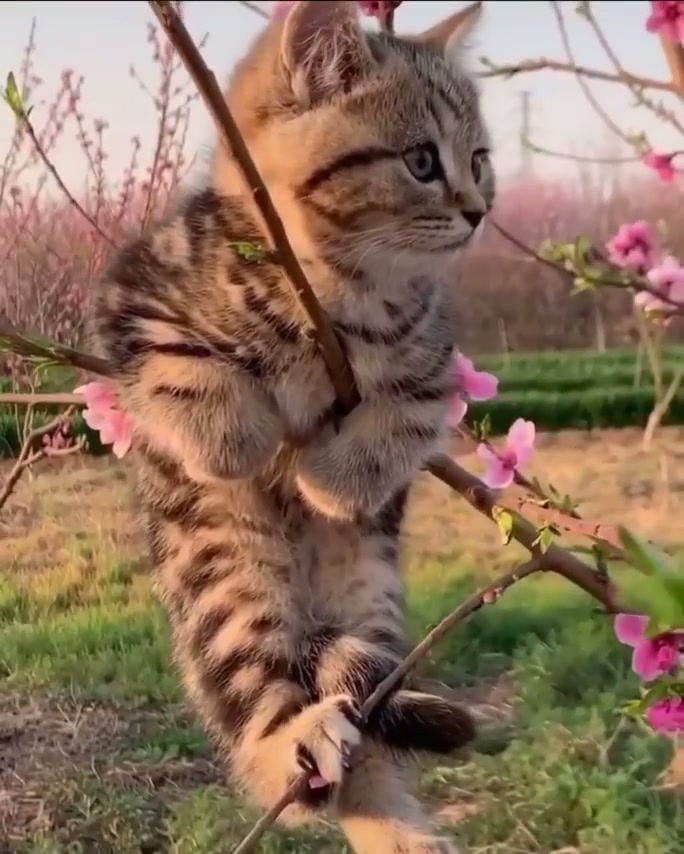 The cat tree is blooming early
