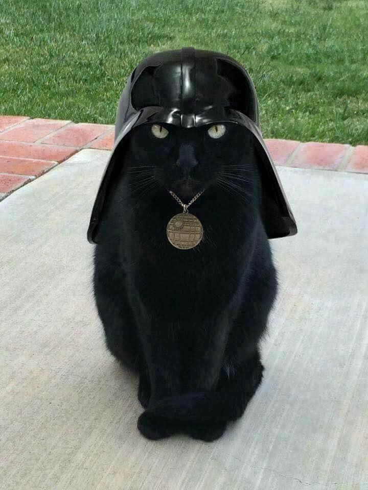 Darth kittyus