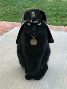 Darth kittyus