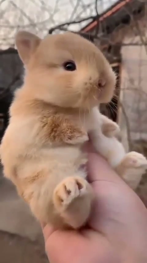 Bun