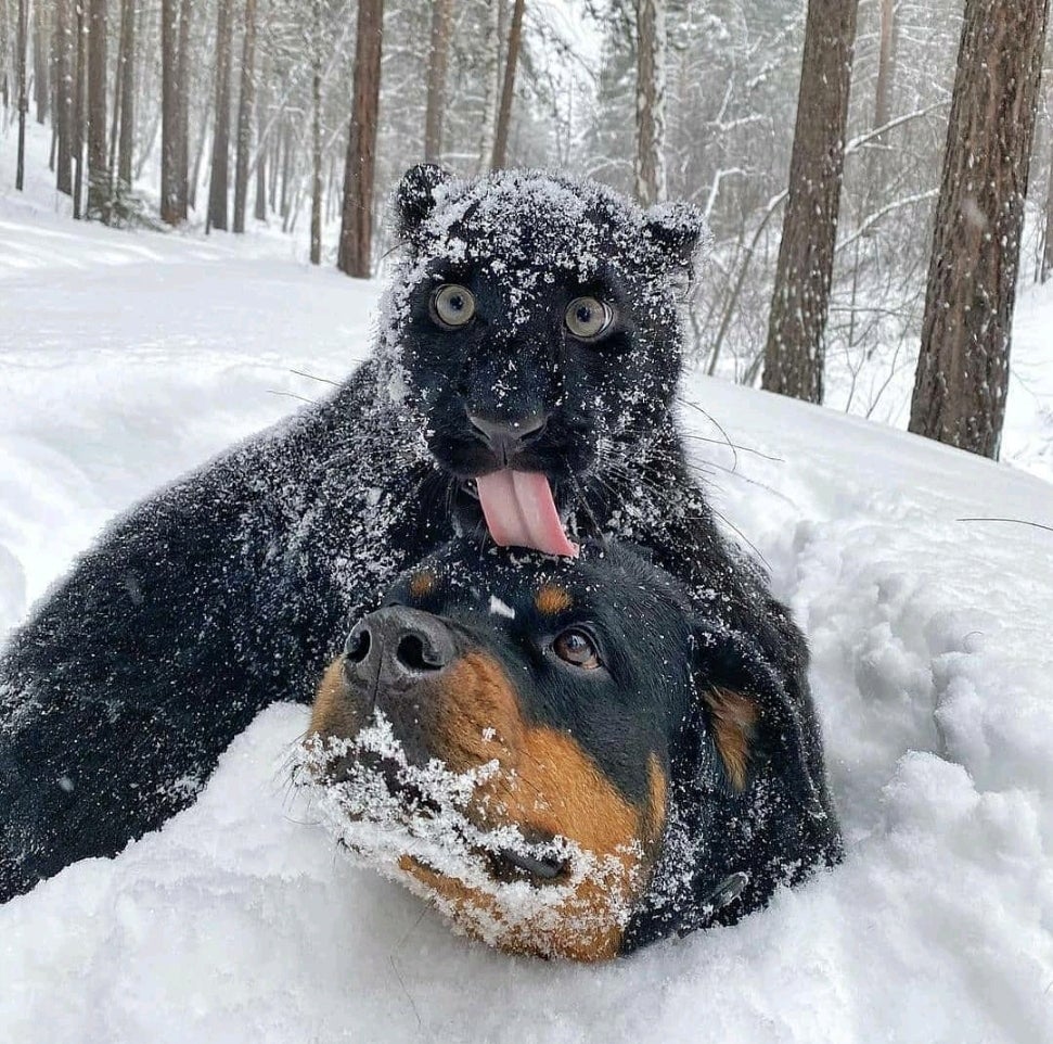 PaNtHeR bRuTaLlY KiLLs InNoCeNt dOg, LiCkS SeVeReD HeAd