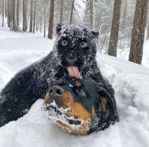 PaNtHeR bRuTaLlY KiLLs InNoCeNt dOg, LiCkS SeVeReD HeAd