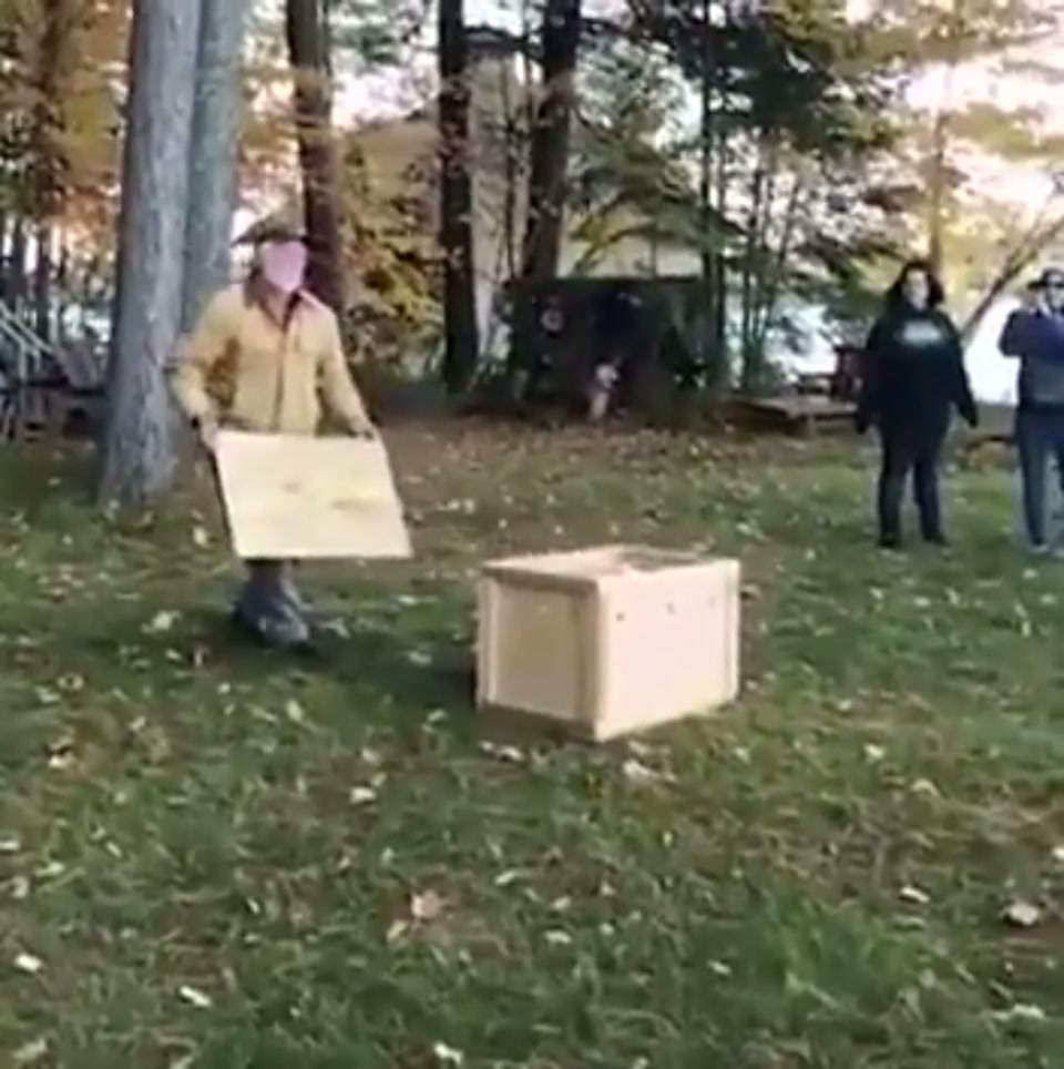 Rescued and healed bald eagle released into the wild