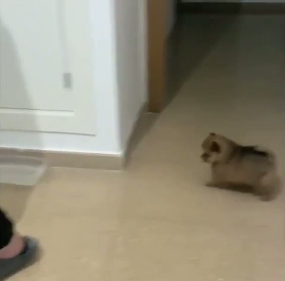 Flipping Fluffer